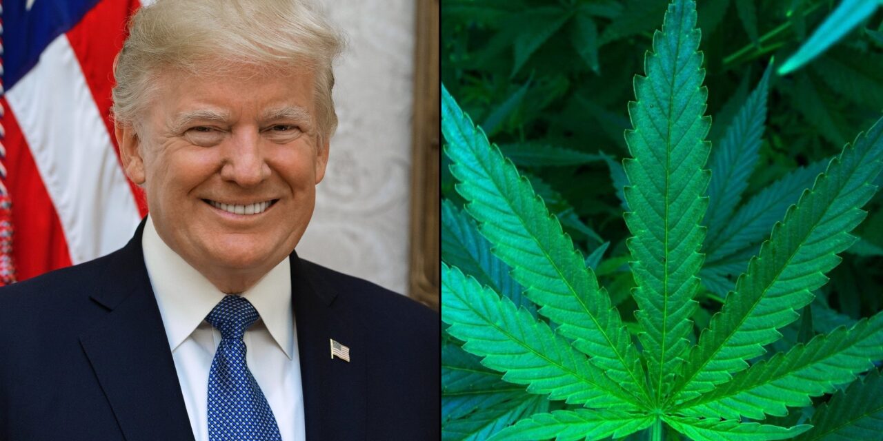 Trump White House Invites Proposal On Federal Marijuana Legalization, Activist Says