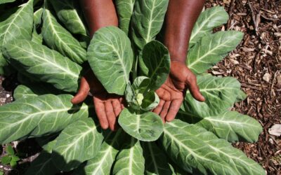 Black Diaspora Foods Nutrition and Culture