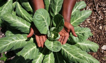 Black Diaspora Foods Nutrition and Culture